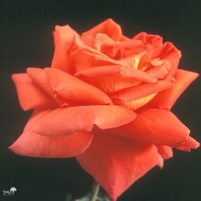 תמונת מוצר 3