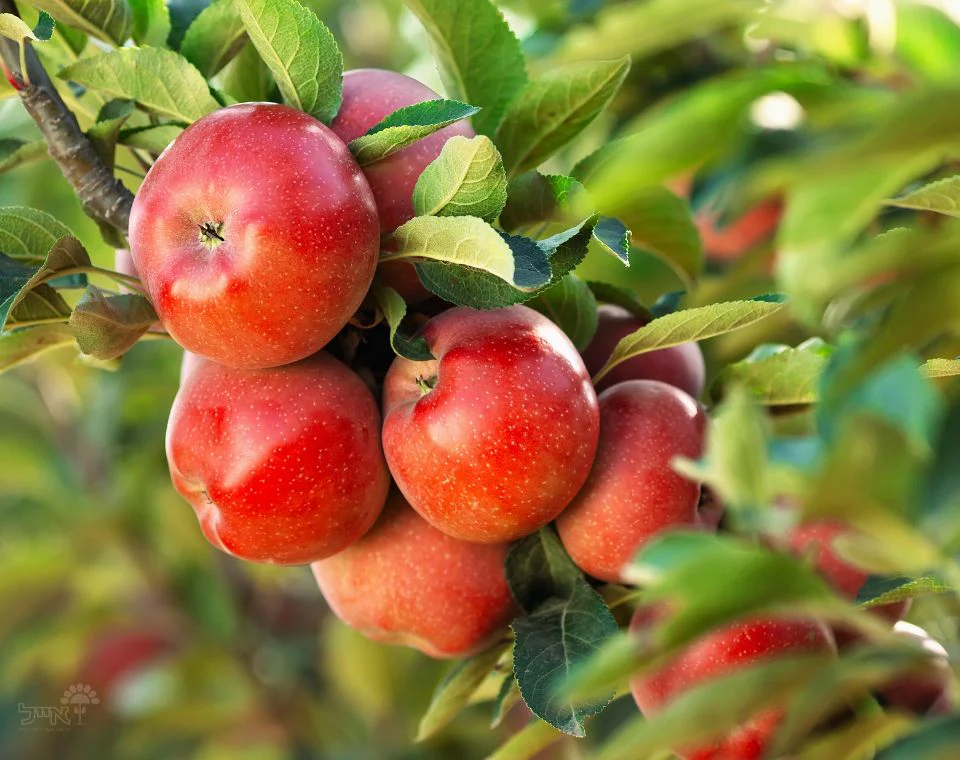 תמונת מוצר 1