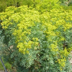 תמונת מוצר 5