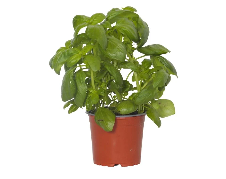 תמונת מוצר 1