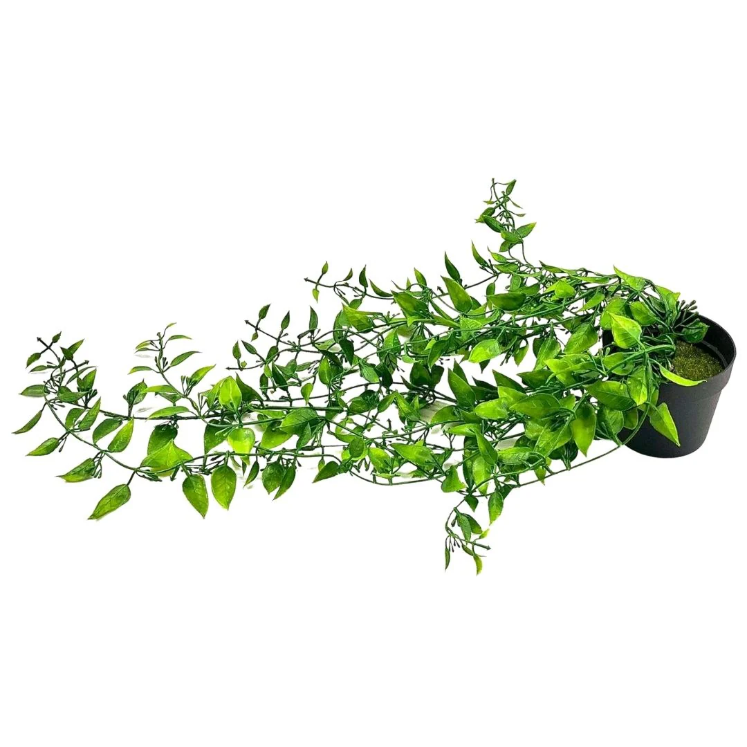 תמונה ממוזערת 1
