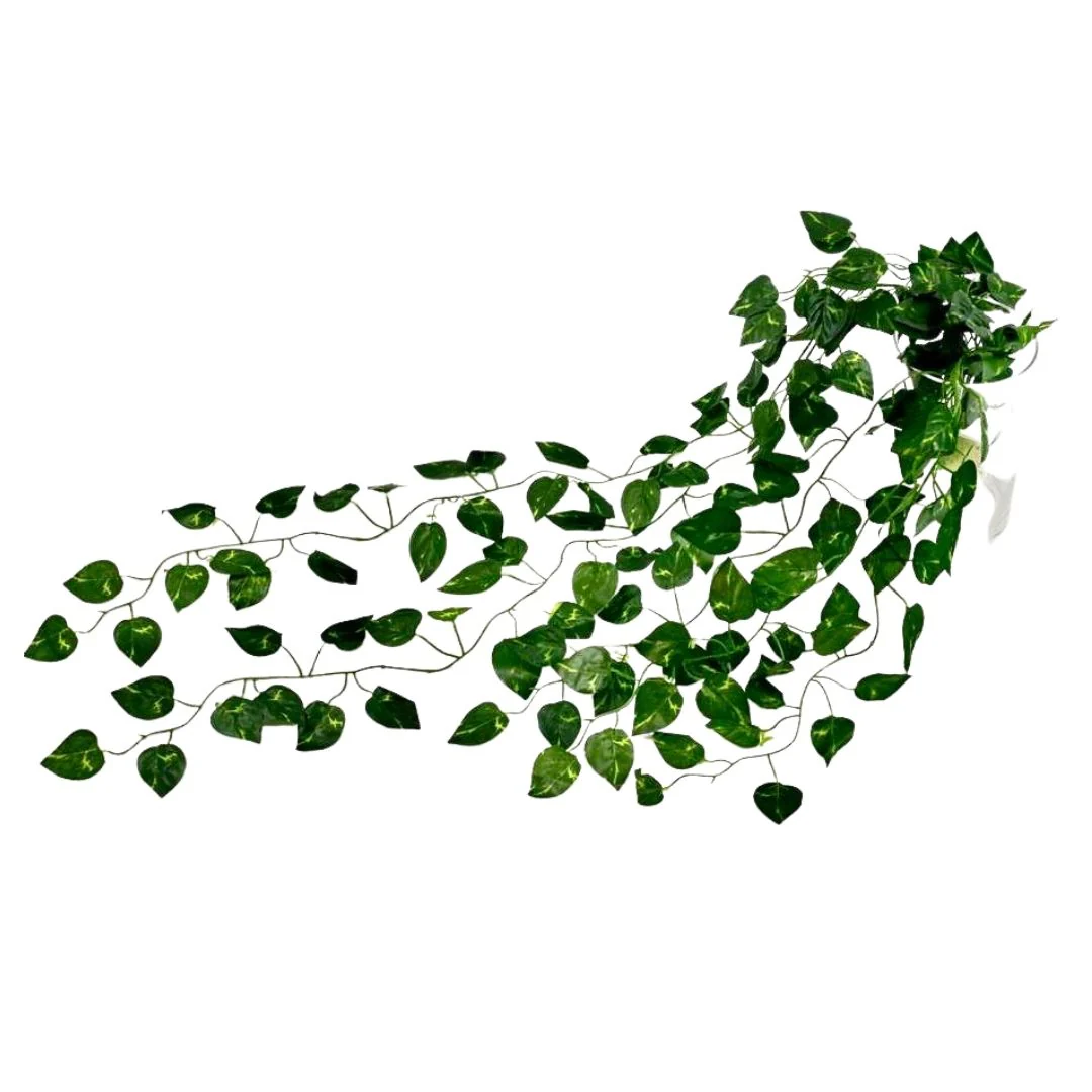 תמונה ממוזערת 1