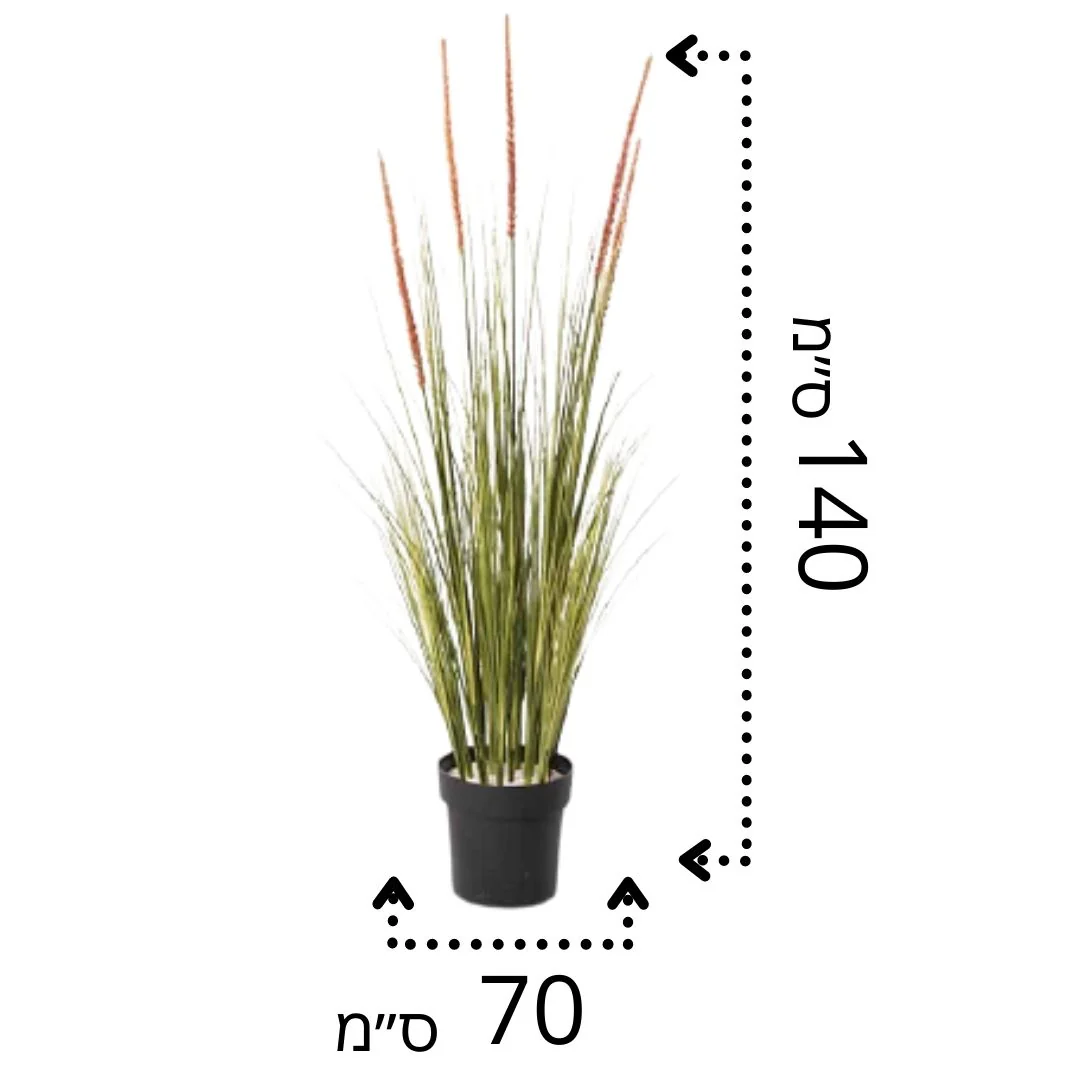 תמונת מוצר 2