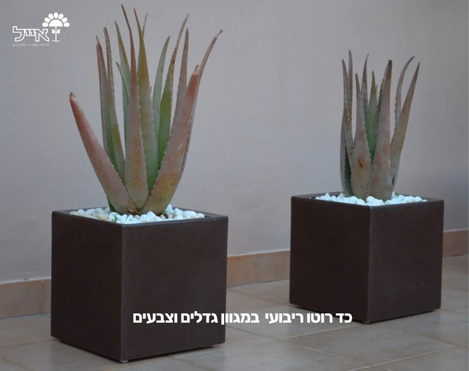 תמונת מוצר 3