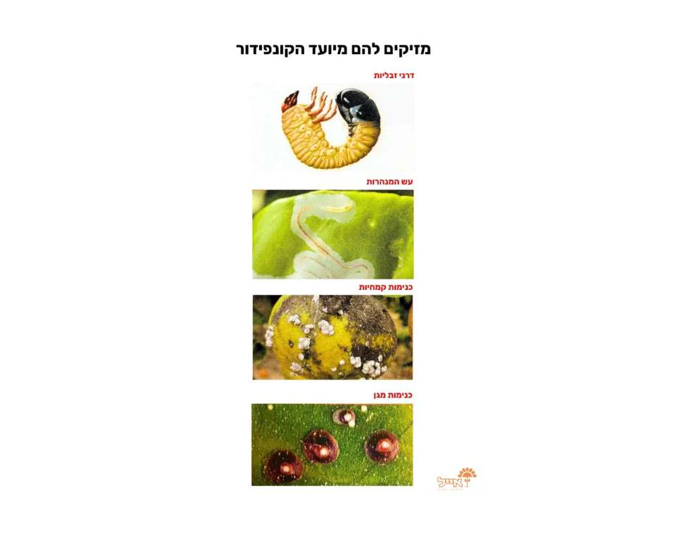 תמונת מוצר 2