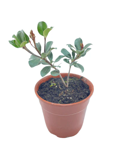 תמונת מוצר 3