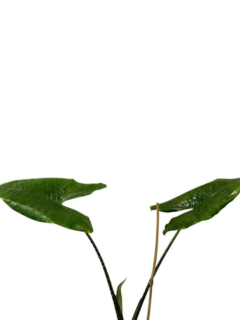 תמונת מוצר 4