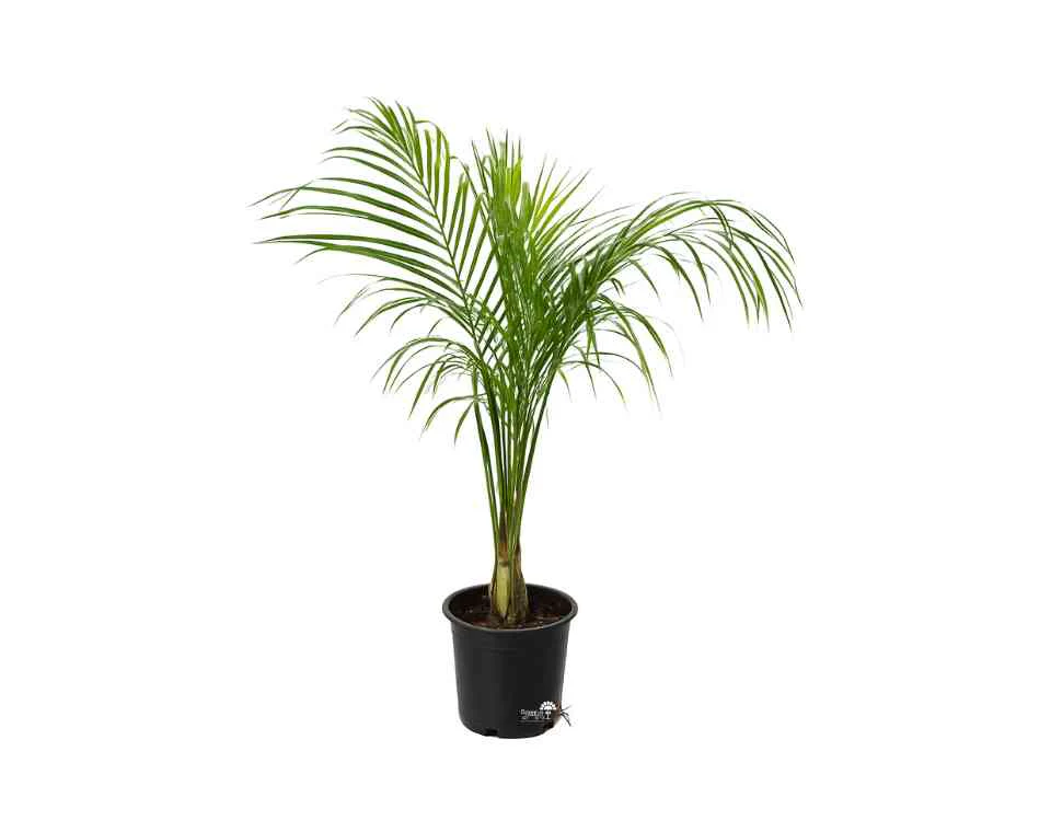 תמונה ממוזערת 1