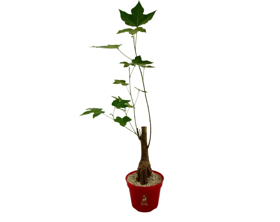 תמונה ממוזערת 1