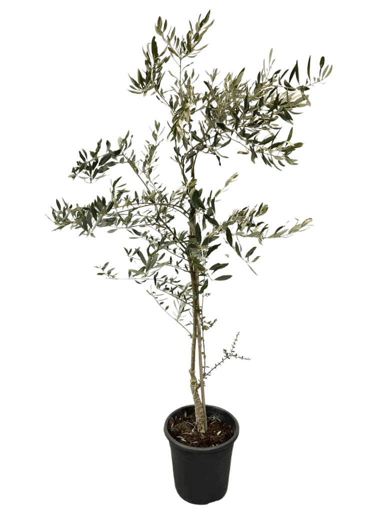 תמונת מוצר 3