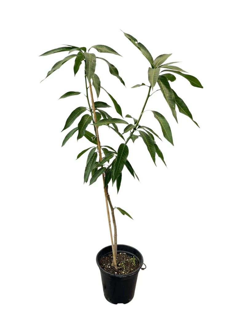 תמונת מוצר 3