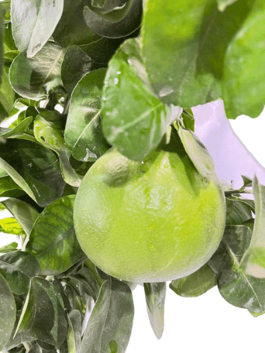 תמונה ממוזערת 2