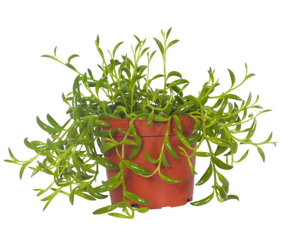 תמונה ממוזערת 1