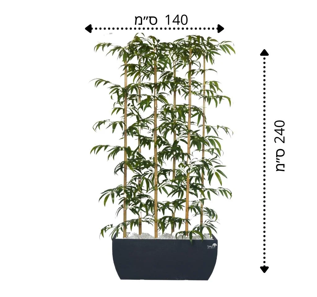 תמונת מוצר 2