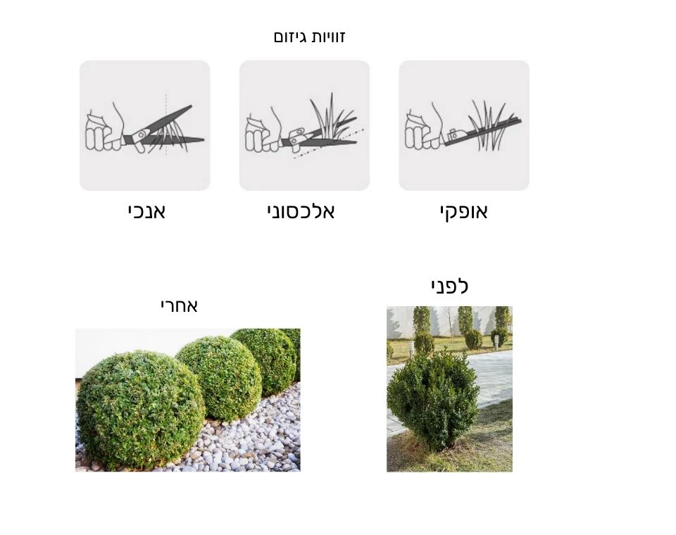 תמונת מוצר 3