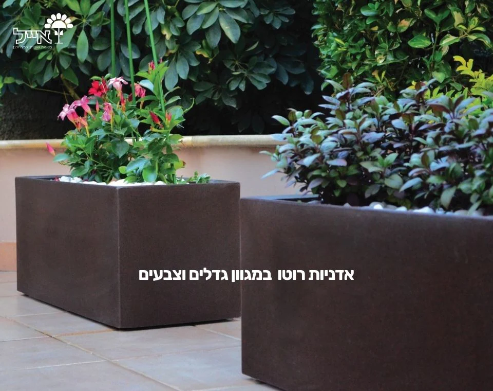 תמונת מוצר 3