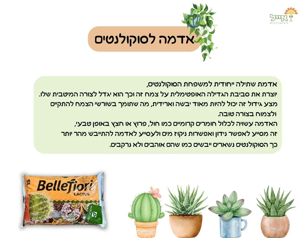 תמונת מוצר 2