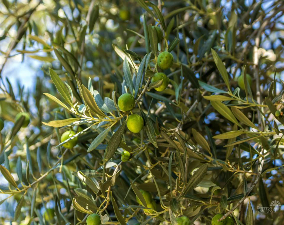 תמונת מוצר 1