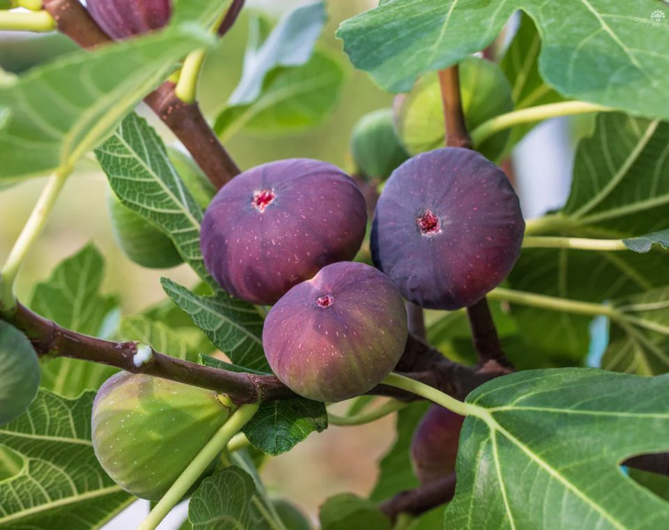 תמונה ממוזערת 1