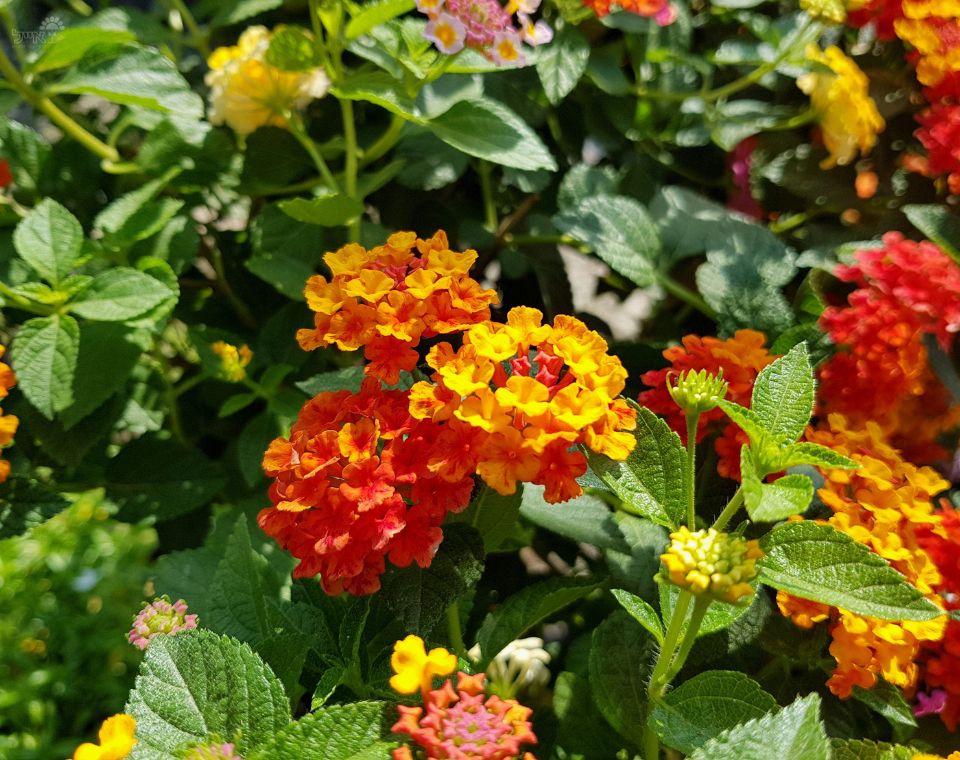 תמונה ממוזערת 1