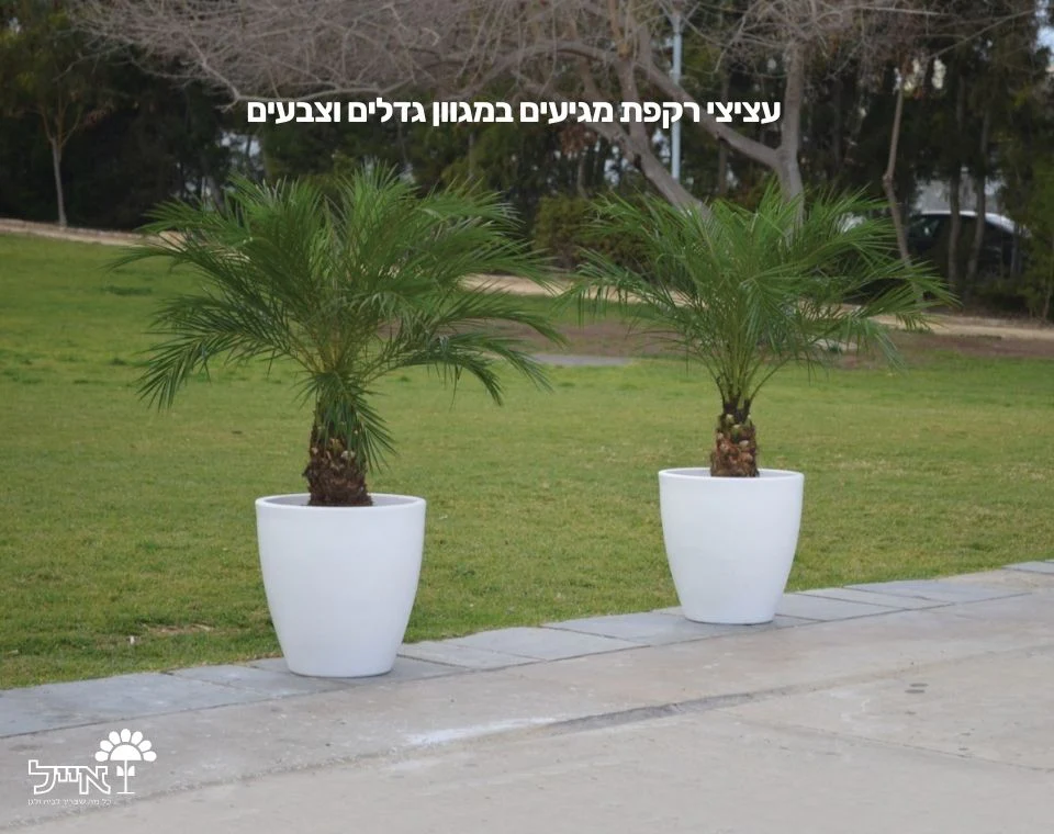 תמונת מוצר 3