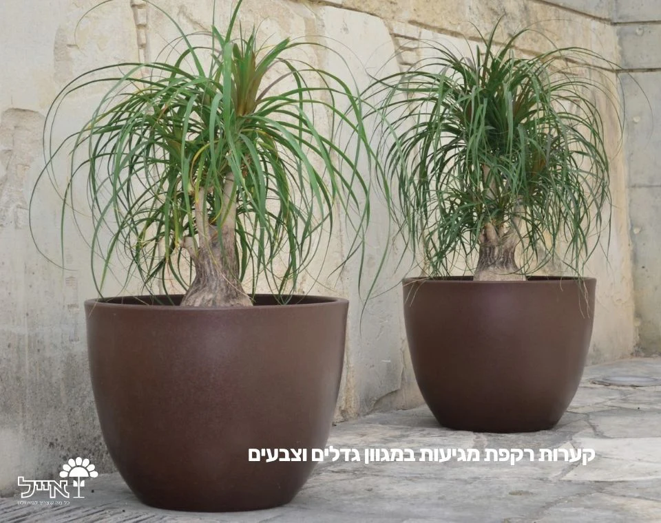 תמונת מוצר 3
