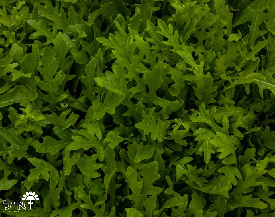 תמונת מוצר 2