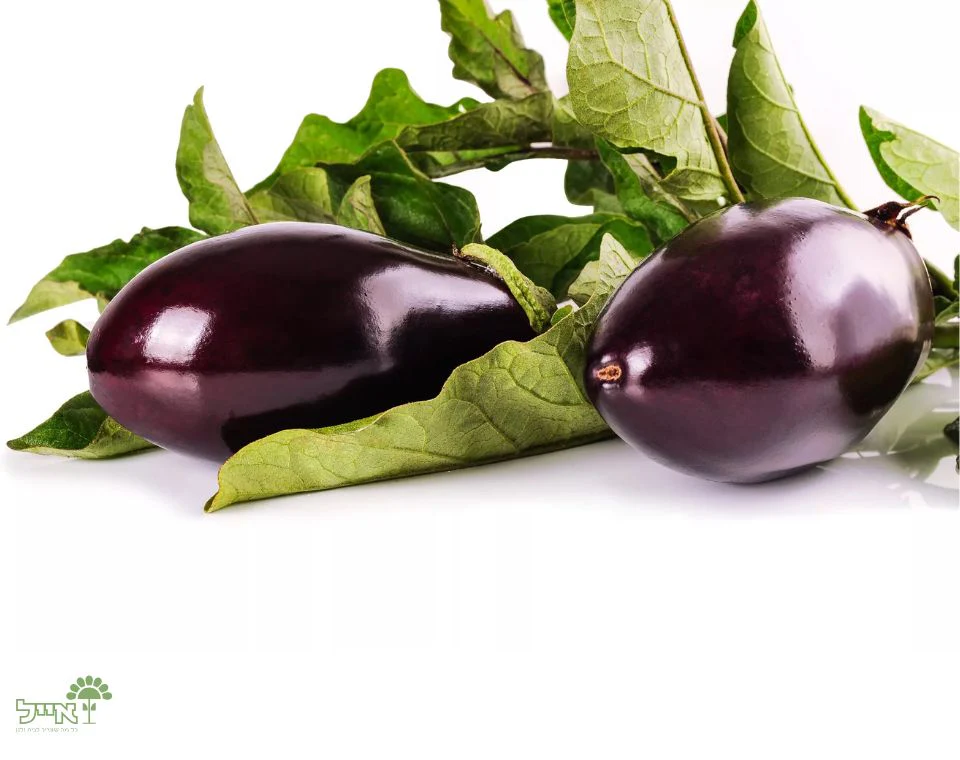 תמונת מוצר 2