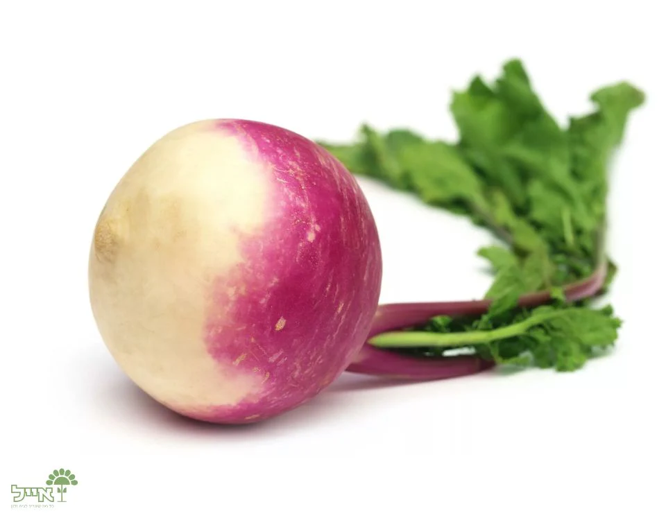 תמונת מוצר 2