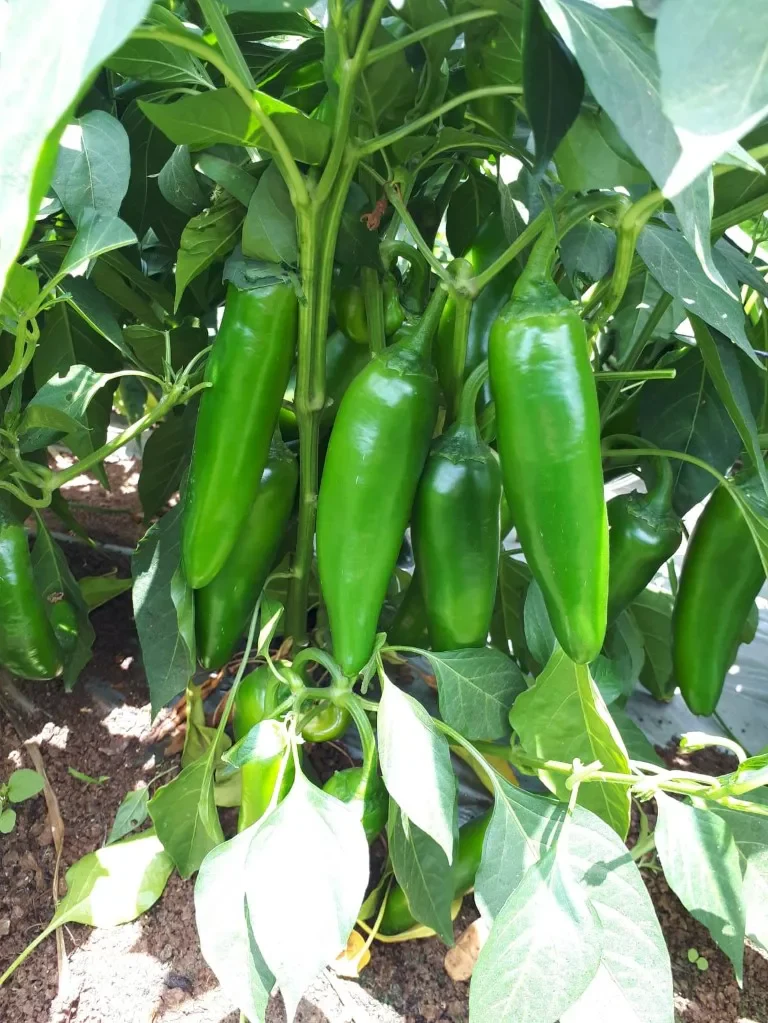 תמונה ממוזערת 2