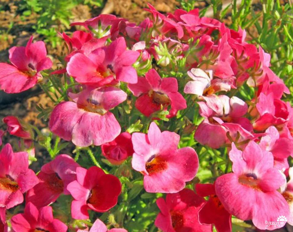 תמונה ממוזערת 1